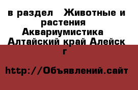  в раздел : Животные и растения » Аквариумистика . Алтайский край,Алейск г.